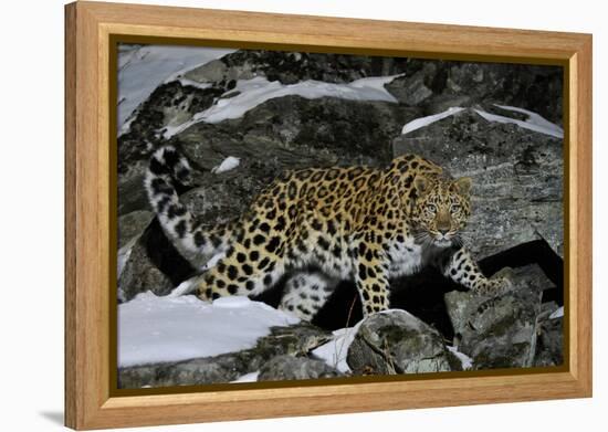 Wild Amur Leopard (Panthera Pardus Orientalis) on Rocky Hillside, Kedrovaya Pad Reserve, Russia-Vladimir Medvedev-Framed Premier Image Canvas