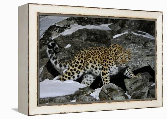 Wild Amur Leopard (Panthera Pardus Orientalis) on Rocky Hillside, Kedrovaya Pad Reserve, Russia-Vladimir Medvedev-Framed Premier Image Canvas
