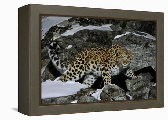 Wild Amur Leopard (Panthera Pardus Orientalis) on Rocky Hillside, Kedrovaya Pad Reserve, Russia-Vladimir Medvedev-Framed Premier Image Canvas