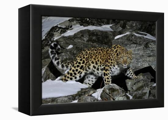 Wild Amur Leopard (Panthera Pardus Orientalis) on Rocky Hillside, Kedrovaya Pad Reserve, Russia-Vladimir Medvedev-Framed Premier Image Canvas