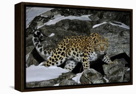 Wild Amur Leopard (Panthera Pardus Orientalis) on Rocky Hillside, Kedrovaya Pad Reserve, Russia-Vladimir Medvedev-Framed Premier Image Canvas