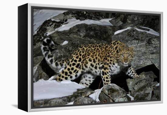 Wild Amur Leopard (Panthera Pardus Orientalis) on Rocky Hillside, Kedrovaya Pad Reserve, Russia-Vladimir Medvedev-Framed Premier Image Canvas