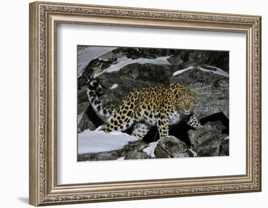 Wild Amur Leopard (Panthera Pardus Orientalis) on Rocky Hillside, Kedrovaya Pad Reserve, Russia-Vladimir Medvedev-Framed Photographic Print