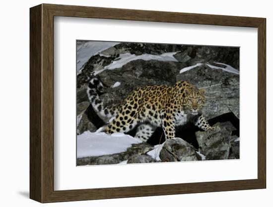 Wild Amur Leopard (Panthera Pardus Orientalis) on Rocky Hillside, Kedrovaya Pad Reserve, Russia-Vladimir Medvedev-Framed Photographic Print