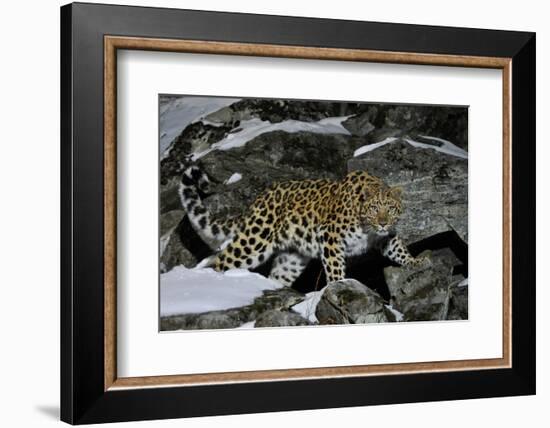 Wild Amur Leopard (Panthera Pardus Orientalis) on Rocky Hillside, Kedrovaya Pad Reserve, Russia-Vladimir Medvedev-Framed Photographic Print