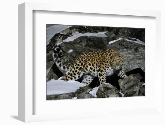 Wild Amur Leopard (Panthera Pardus Orientalis) on Rocky Hillside, Kedrovaya Pad Reserve, Russia-Vladimir Medvedev-Framed Photographic Print