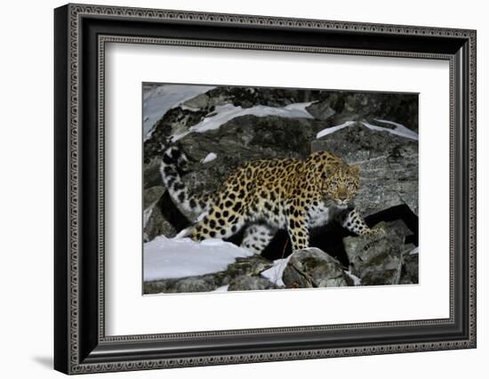 Wild Amur Leopard (Panthera Pardus Orientalis) on Rocky Hillside, Kedrovaya Pad Reserve, Russia-Vladimir Medvedev-Framed Photographic Print