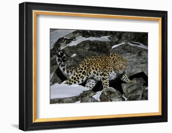 Wild Amur Leopard (Panthera Pardus Orientalis) on Rocky Hillside, Kedrovaya Pad Reserve, Russia-Vladimir Medvedev-Framed Photographic Print