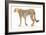 Wild and Free VII Bold-James Wiens-Framed Premium Giclee Print