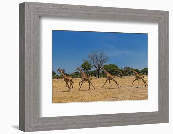 Wild and Free-Piet Flour-Framed Photographic Print