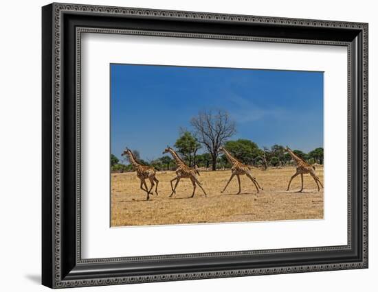 Wild and Free-Piet Flour-Framed Photographic Print