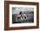 Wild and free-Vedran Vidak-Framed Photographic Print