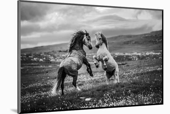 Wild and free-Vedran Vidak-Mounted Photographic Print