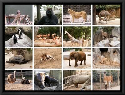Wild Animals Collage' Art Print - miff32 Wild Animals Collage' Art Print - miff32