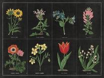 Botanical on Black Chart I-Wild Apple Portfolio-Art Print