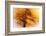 Wild Apple Tree-Ursula Abresch-Framed Photographic Print