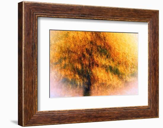 Wild Apple Tree-Ursula Abresch-Framed Photographic Print