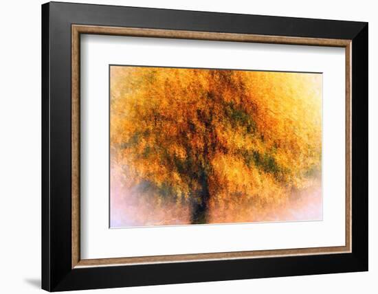 Wild Apple Tree-Ursula Abresch-Framed Photographic Print