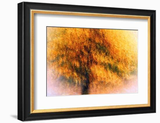 Wild Apple Tree-Ursula Abresch-Framed Photographic Print