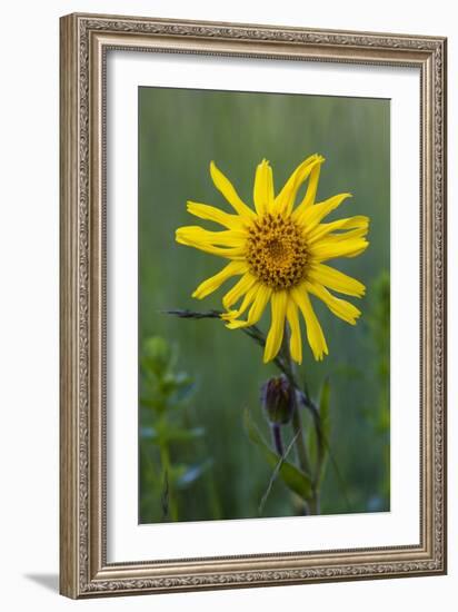 Wild Arnica (Arnica Montana)-Bob Gibbons-Framed Photographic Print