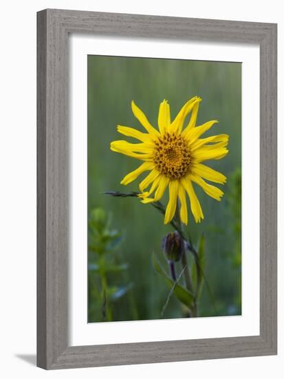 Wild Arnica (Arnica Montana)-Bob Gibbons-Framed Photographic Print