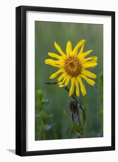 Wild Arnica (Arnica Montana)-Bob Gibbons-Framed Photographic Print