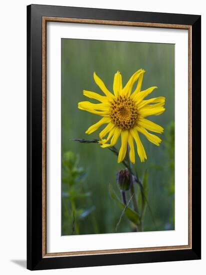 Wild Arnica (Arnica Montana)-Bob Gibbons-Framed Photographic Print