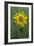 Wild Arnica (Arnica Montana)-Bob Gibbons-Framed Photographic Print