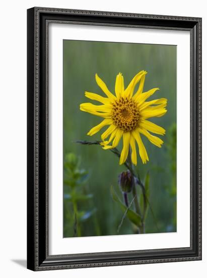 Wild Arnica (Arnica Montana)-Bob Gibbons-Framed Photographic Print