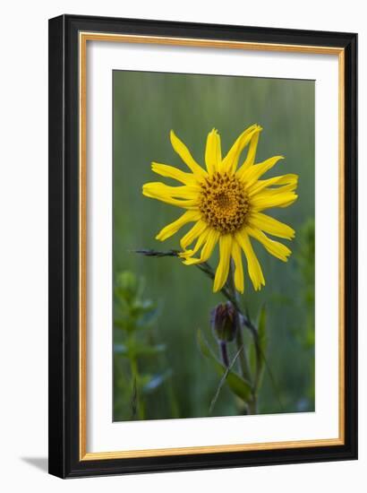 Wild Arnica (Arnica Montana)-Bob Gibbons-Framed Photographic Print