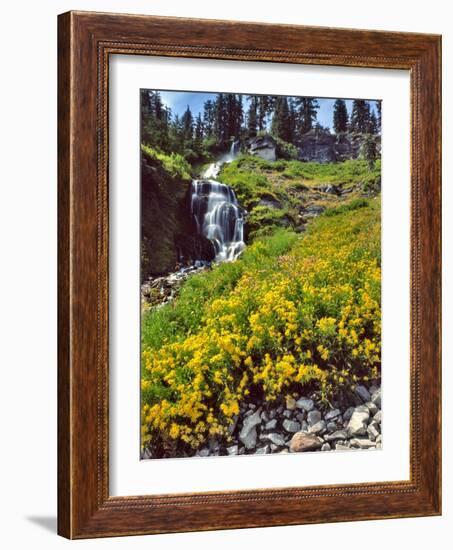 Wild Arnica Flowers below Vidae Falls-Steve Terrill-Framed Photographic Print