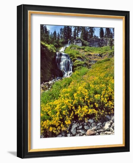 Wild Arnica Flowers below Vidae Falls-Steve Terrill-Framed Photographic Print