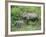 Wild Asian Elephant, Elephas Maximus, Feeding, Kaziranga National Park, Assam, India, Asia-Ann & Steve Toon-Framed Photographic Print