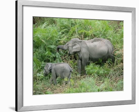 Wild Asian Elephant, Elephas Maximus, Feeding, Kaziranga National Park, Assam, India, Asia-Ann & Steve Toon-Framed Photographic Print