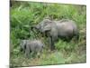 Wild Asian Elephant, Elephas Maximus, Feeding, Kaziranga National Park, Assam, India, Asia-Ann & Steve Toon-Mounted Photographic Print