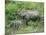 Wild Asian Elephant, Elephas Maximus, Feeding, Kaziranga National Park, Assam, India, Asia-Ann & Steve Toon-Mounted Photographic Print