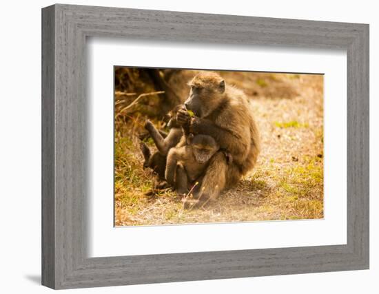 Wild Baboons, Cape Town, South Africa, Africa-Laura Grier-Framed Photographic Print