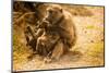 Wild Baboons, Cape Town, South Africa, Africa-Laura Grier-Mounted Photographic Print