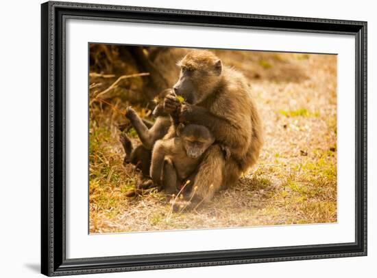 Wild Baboons, Cape Town, South Africa, Africa-Laura Grier-Framed Photographic Print