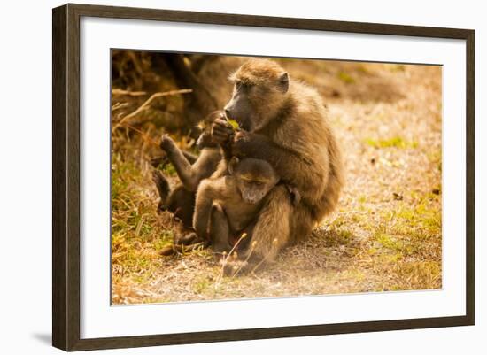 Wild Baboons, Cape Town, South Africa, Africa-Laura Grier-Framed Photographic Print