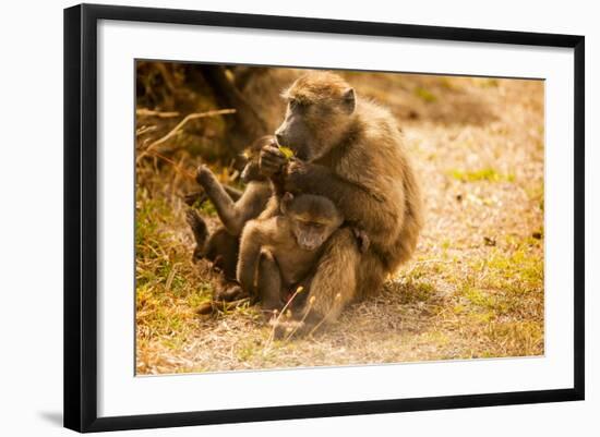 Wild Baboons, Cape Town, South Africa, Africa-Laura Grier-Framed Photographic Print