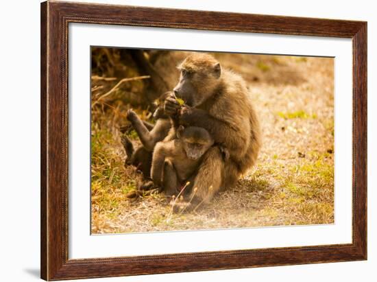Wild Baboons, Cape Town, South Africa, Africa-Laura Grier-Framed Photographic Print