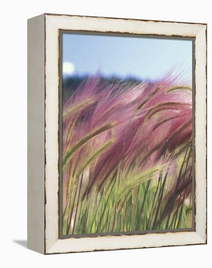 Wild Barley-Michele Westmorland-Framed Premier Image Canvas