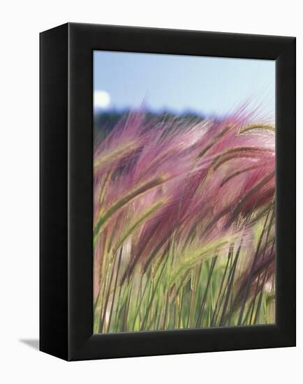 Wild Barley-Michele Westmorland-Framed Premier Image Canvas