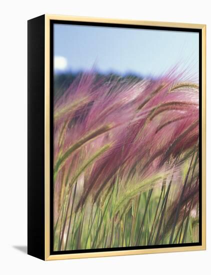 Wild Barley-Michele Westmorland-Framed Premier Image Canvas
