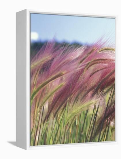 Wild Barley-Michele Westmorland-Framed Premier Image Canvas