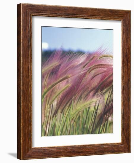 Wild Barley-Michele Westmorland-Framed Photographic Print