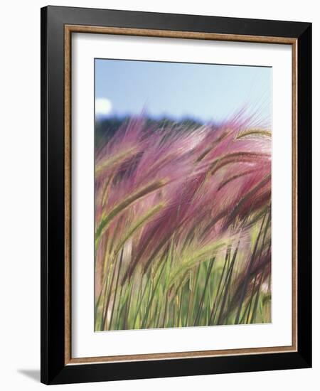 Wild Barley-Michele Westmorland-Framed Photographic Print