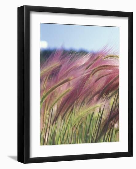 Wild Barley-Michele Westmorland-Framed Photographic Print