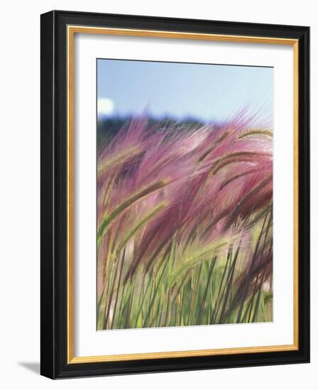 Wild Barley-Michele Westmorland-Framed Photographic Print